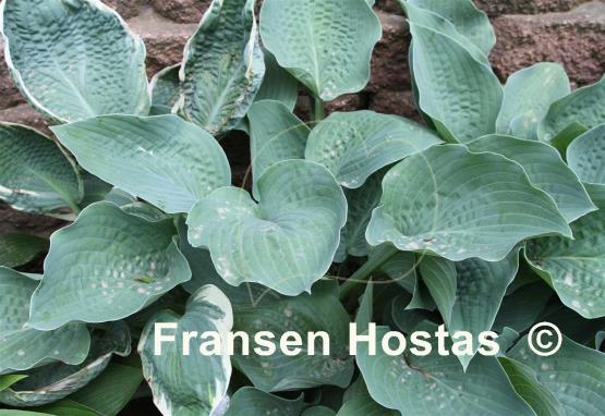 Hosta Creme de Menthe